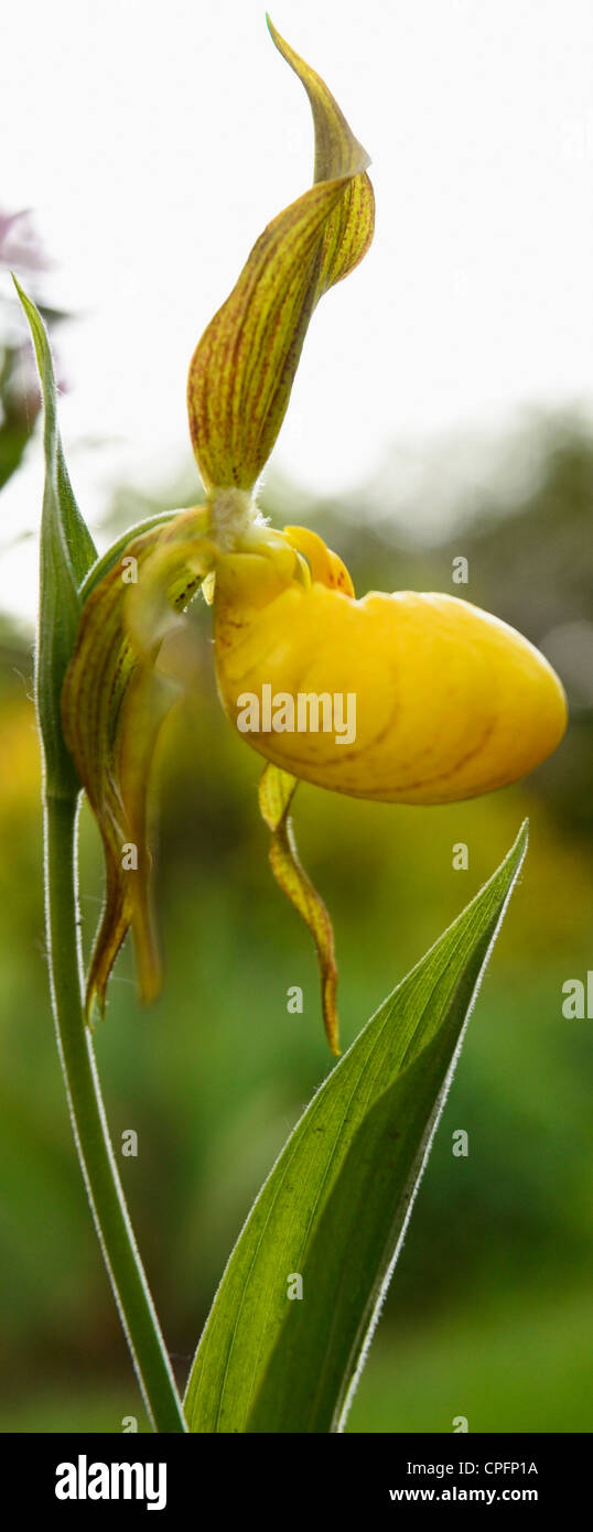 Fresh Yellow lady's slipper orchid, Spring, Ontario, Canada Stock Photo