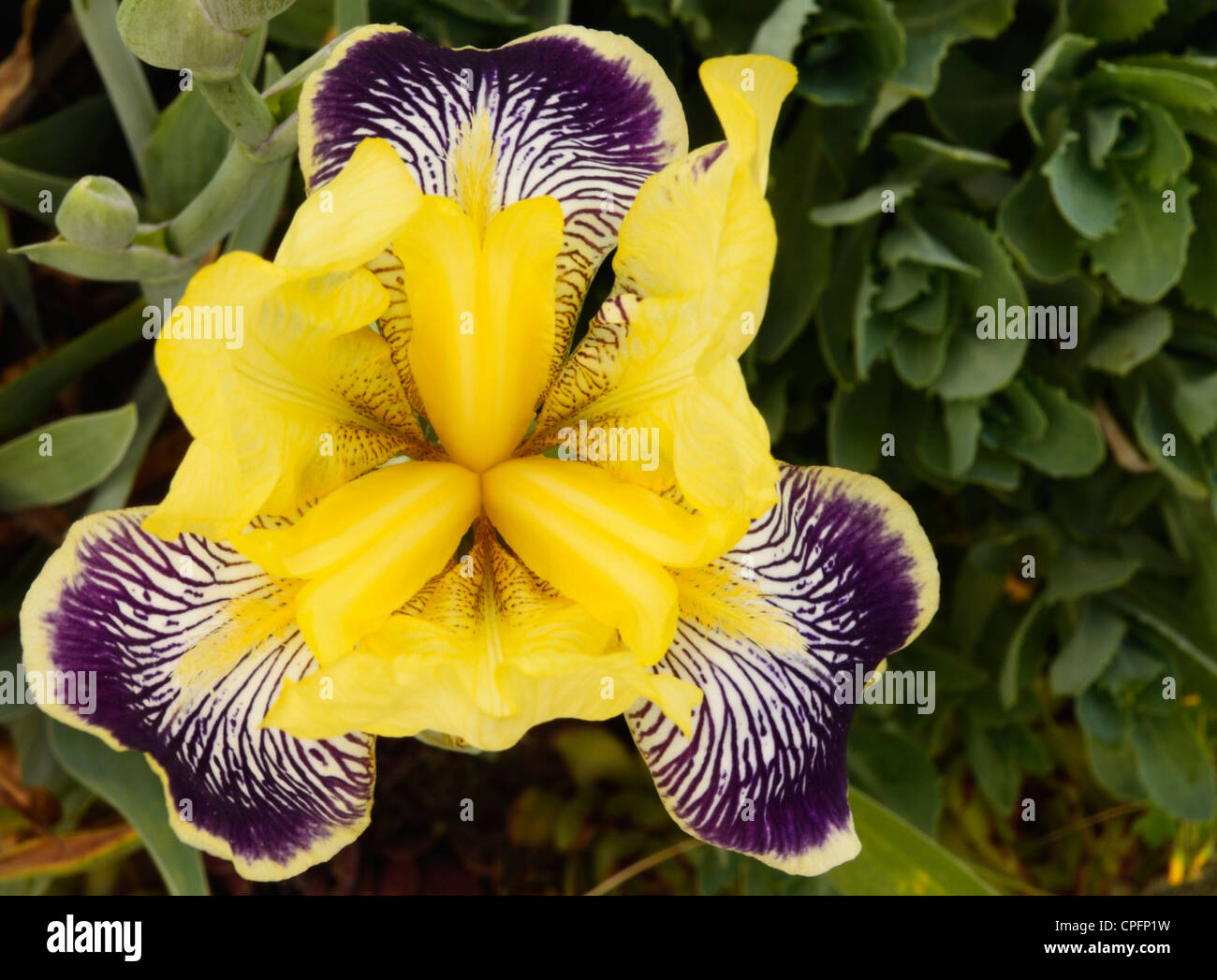 German Iris, Spring Flower, Ontario, Canada Stock Photo