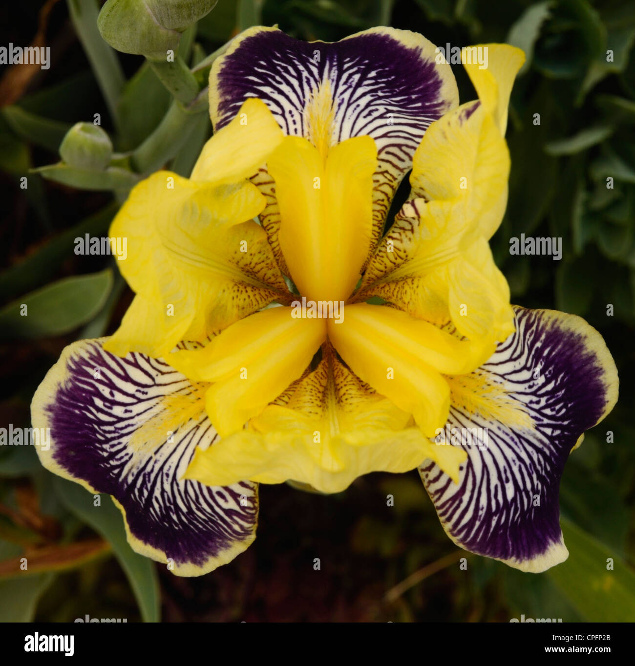 German Iris, Spring Flower, Ontario, Canada Stock Photo
