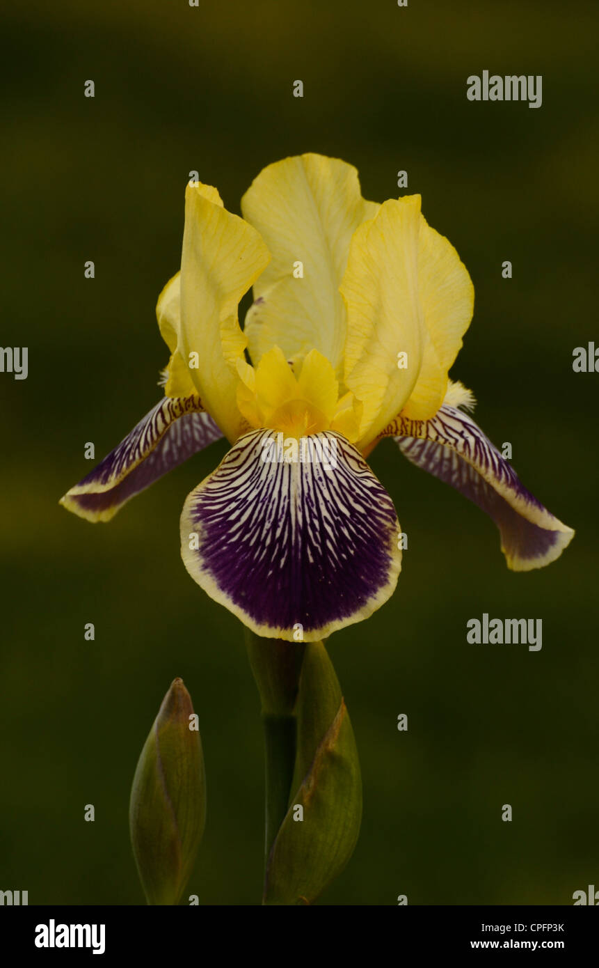 German Iris, Spring Flower, Ontario, Canada Stock Photo