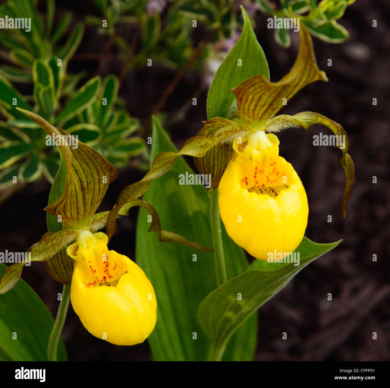 Fresh Yellow lady's slipper orchid, Spring, Ontario, Canada Stock Photo