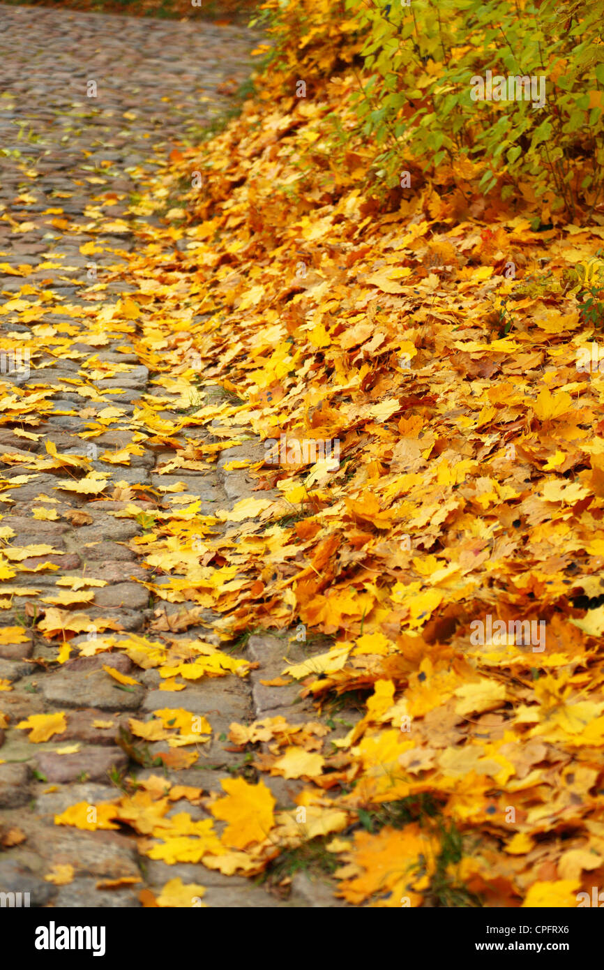yellow autumn maple leaf alley Nature background tree Stock Photo - Alamy