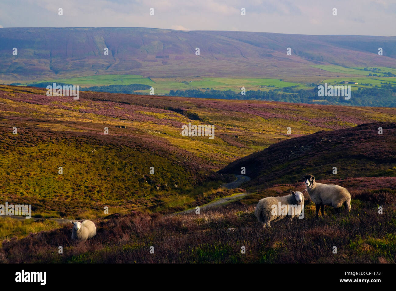 Sheep on slopes of Ward’s Stone, with Wyresdale below, Forest of Bowland AONB, Lancashire Stock Photo