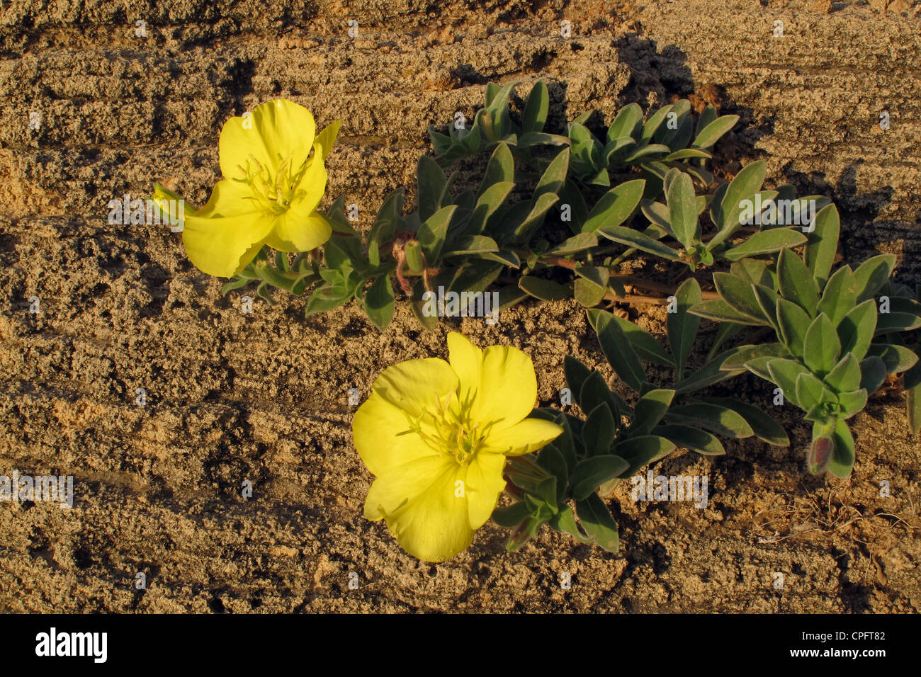 Oenothera drummondii flower also called evening-primrose, suncups, and sundrops. Stock Photo