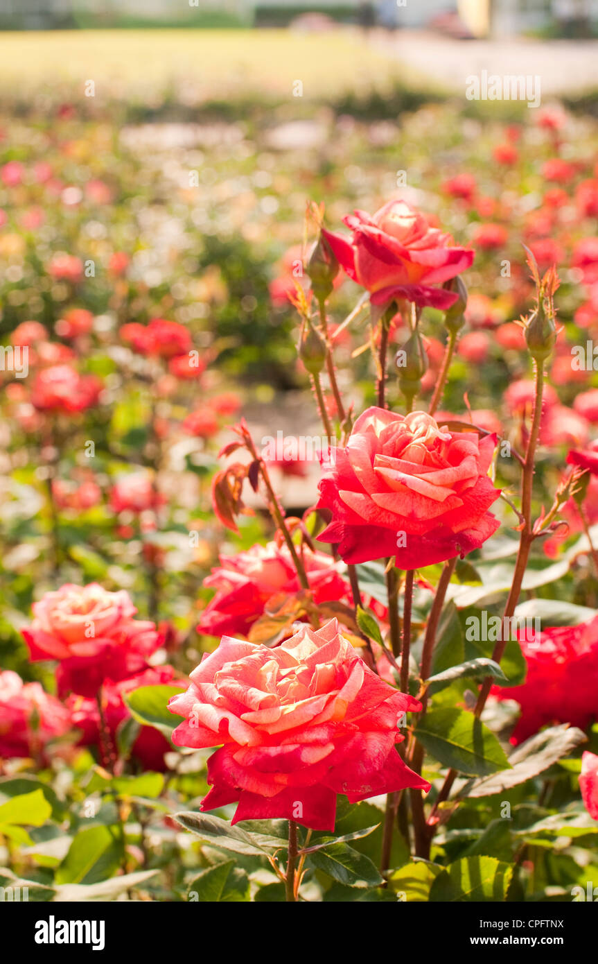 rose garden Stock Photo