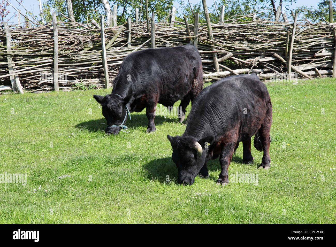 Black Dexter cattle at Bede's World farm, Jarrow, North East England, UK Stock Photo