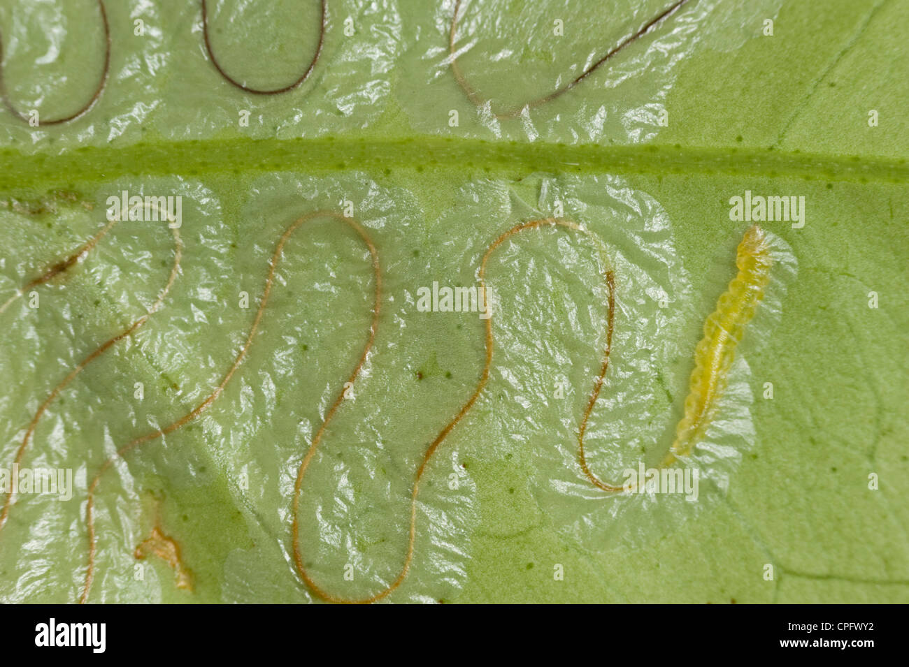 Citrus leafminer larva and its sinuous trails on lemon leaf Stock Photo