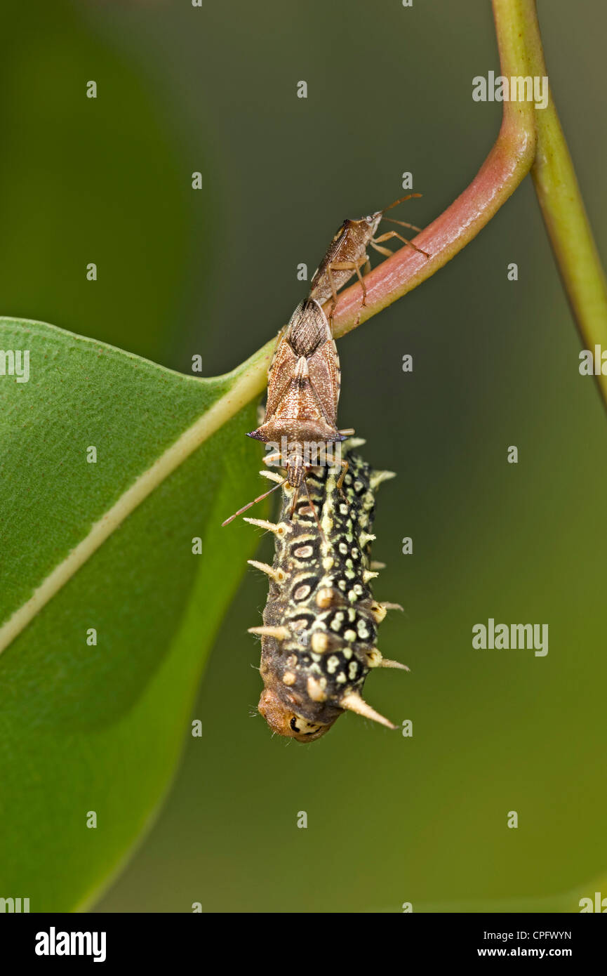 Mating pair of predatory shield bugs feeding on black slug cup moth larva Stock Photo