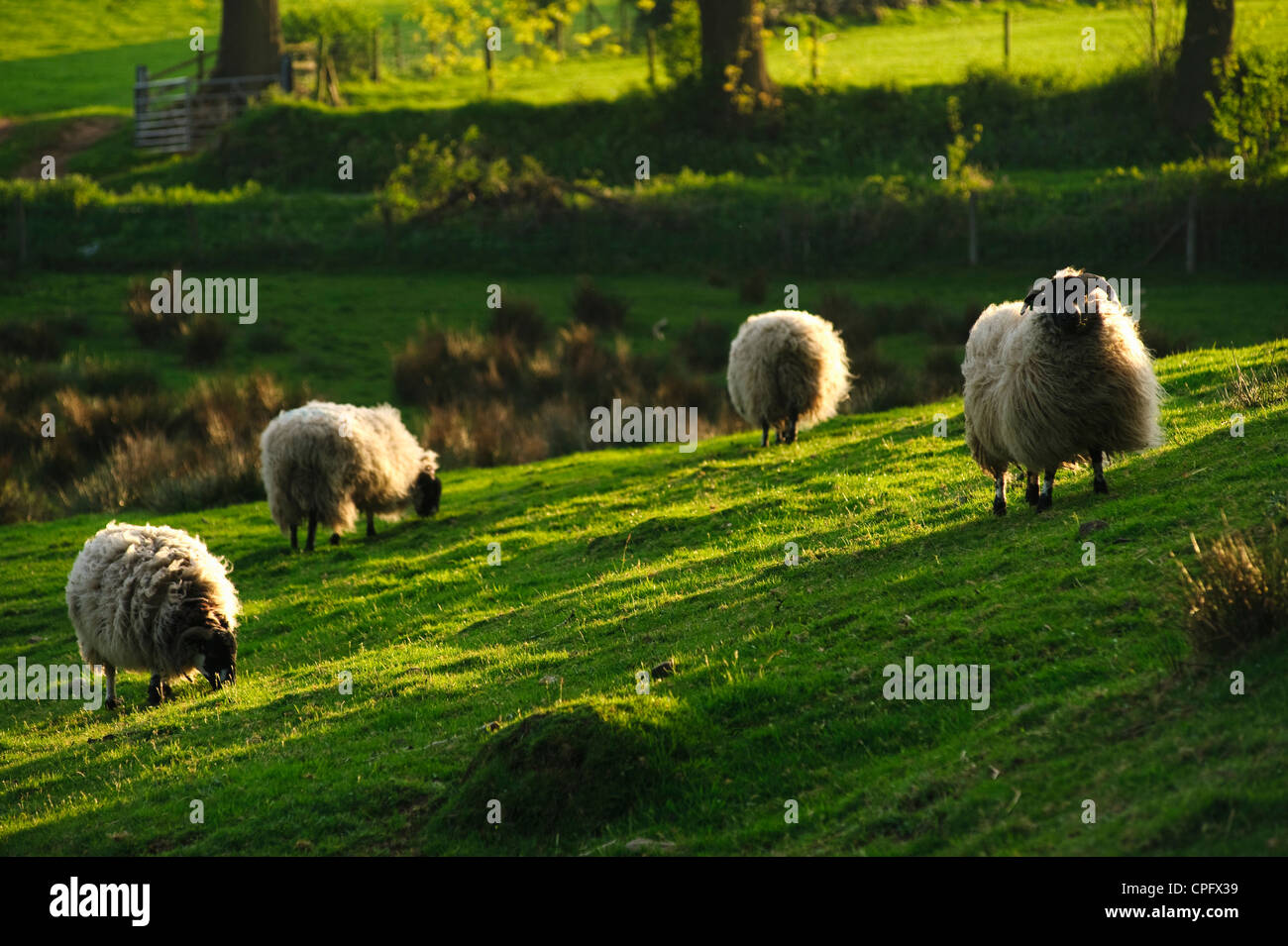 Sheep in Grize Dale near Garstang Lancashire in evening light Stock Photo