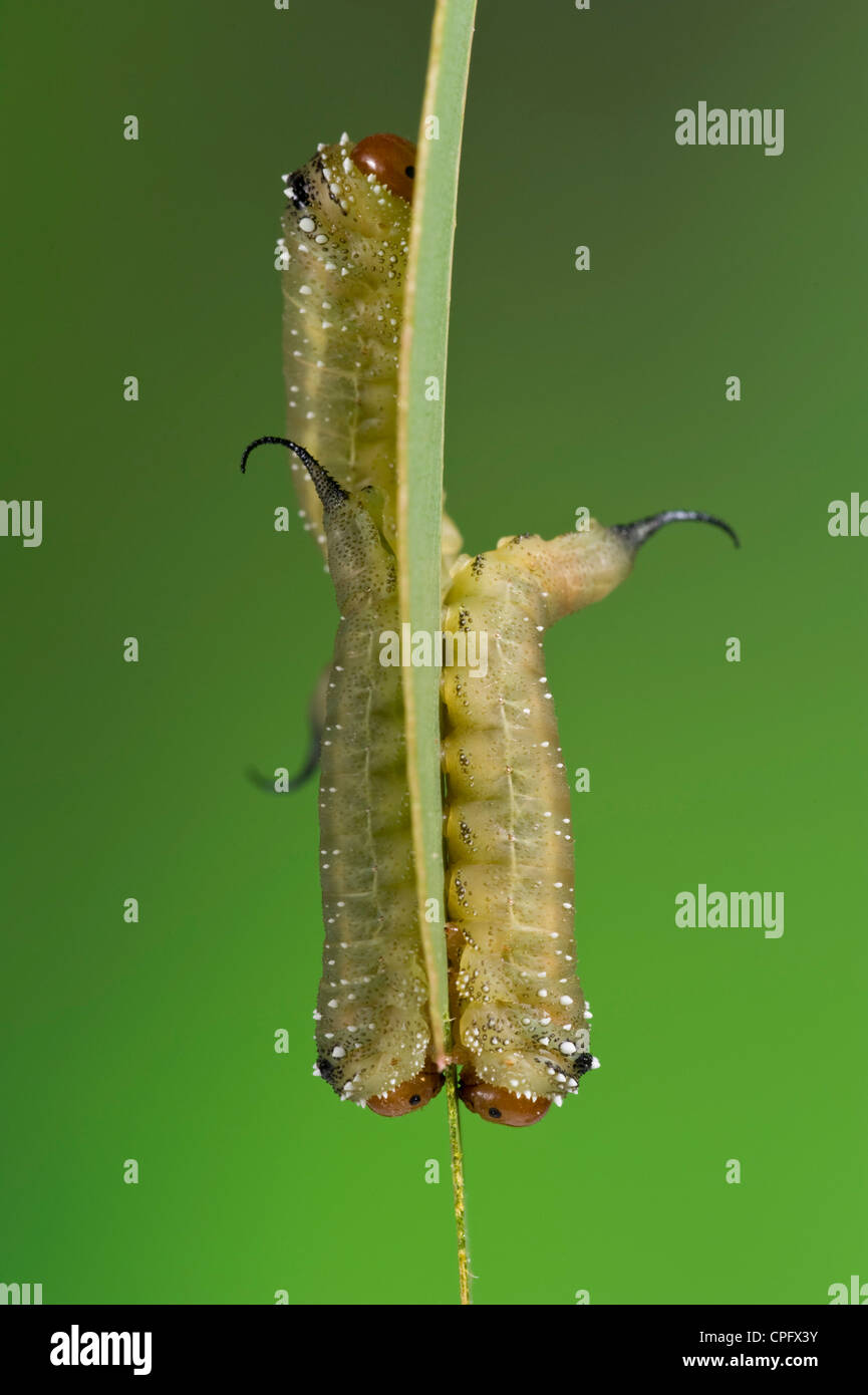 Long tailed sawfly larvae on eucalyptus leaf Stock Photo