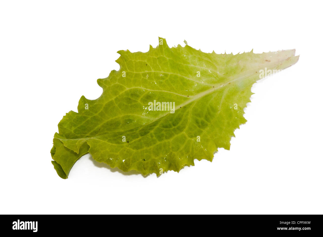 leaf lettuce isolated on white background Stock Photo