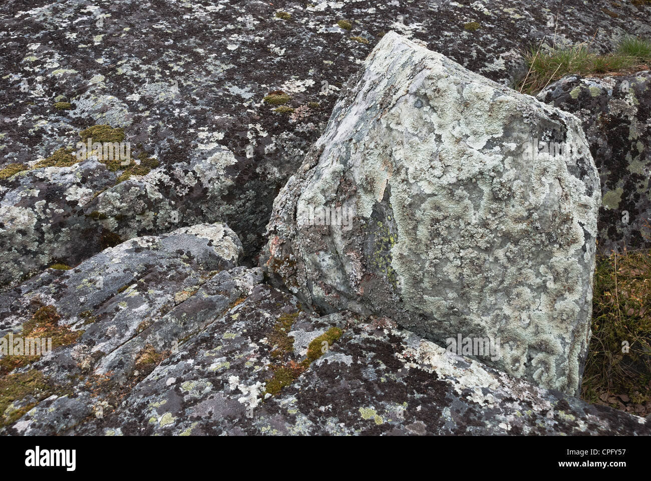 brown moss on the rock, horizontal photo Stock Photo