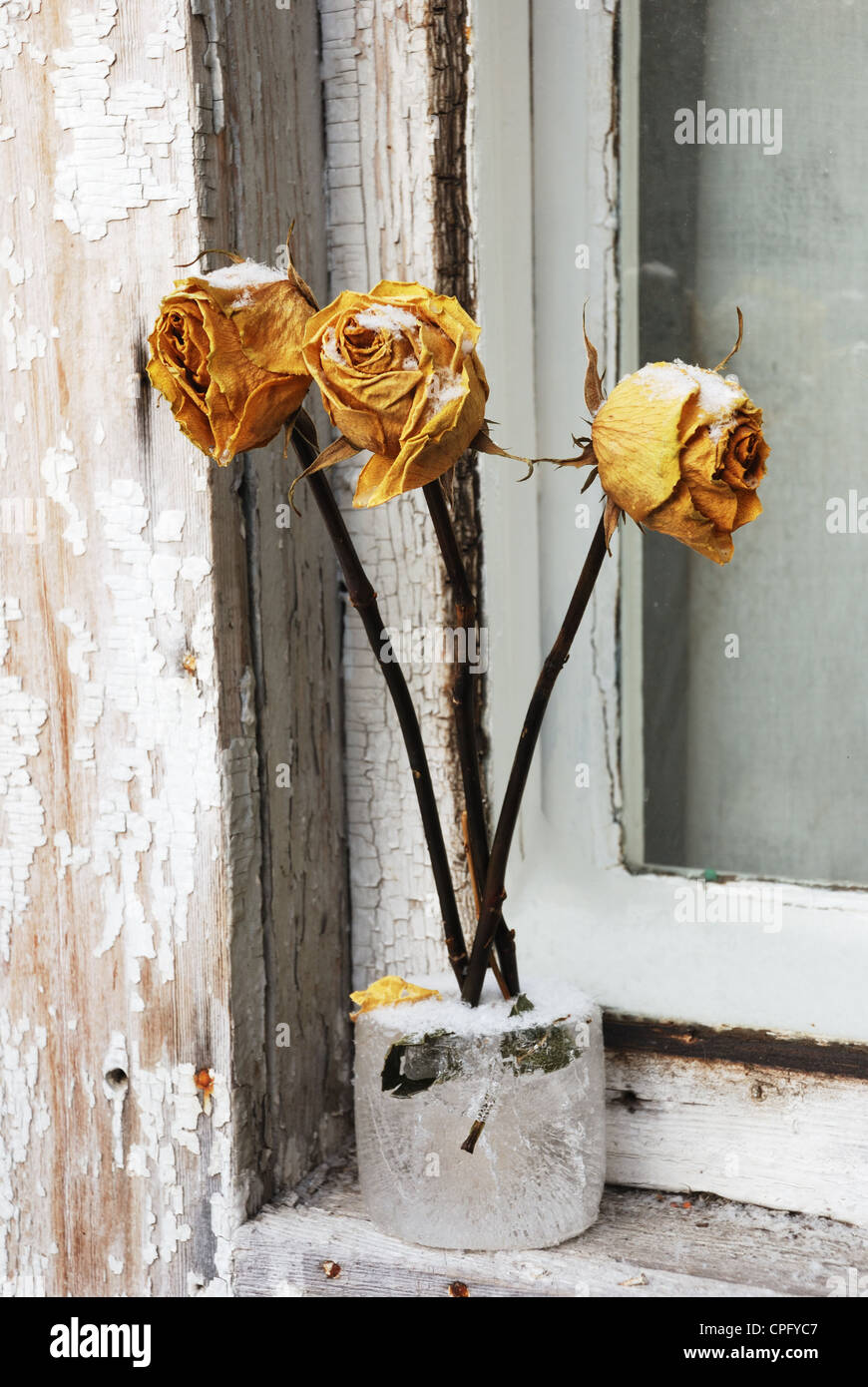 Yellow Dry Roses three yellow dry roses on window in winter Stock Photo - Alamy