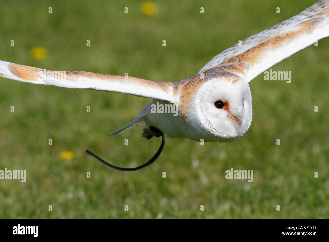 Barn Owl flying in captivity at a display Stock Photo