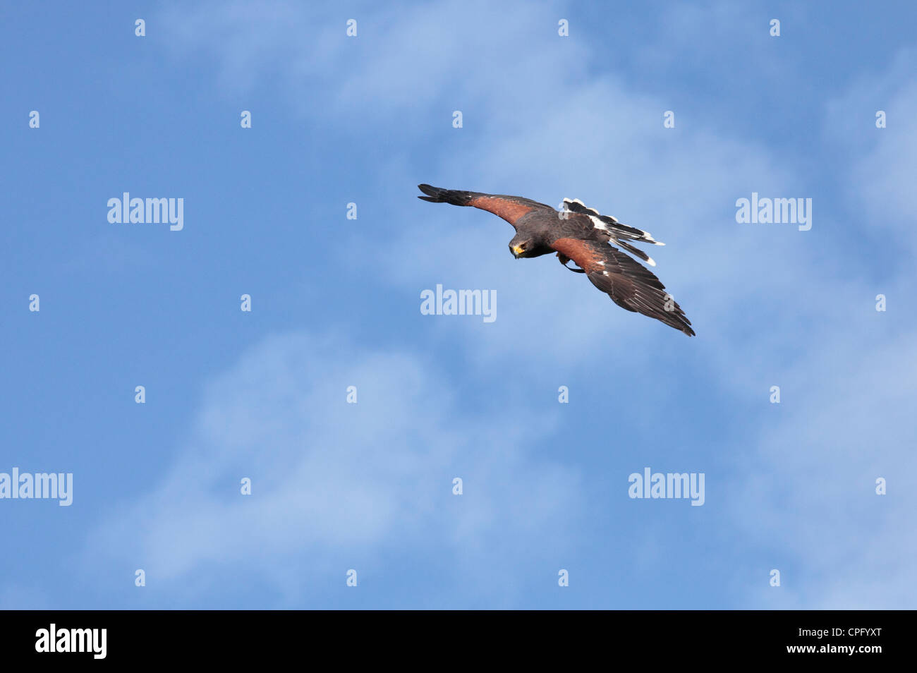 Harris Hawk flying in captivity at a display Stock Photo