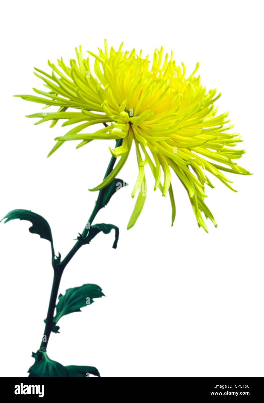 Yellow Chrysanthemum Flower White Background Stock Photo - Alamy