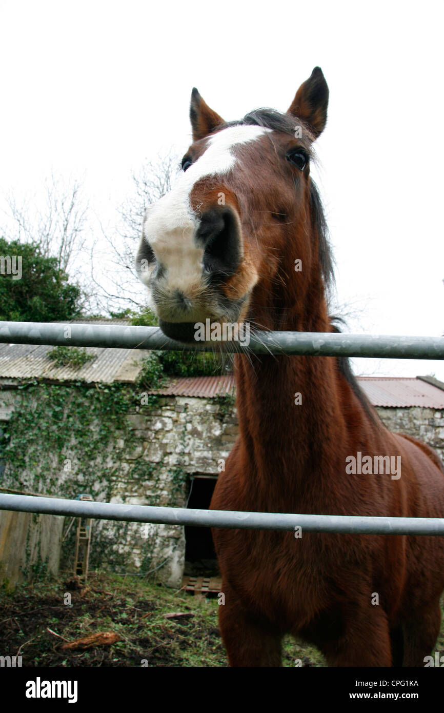 Brown horse leaning over gate Stock Photo