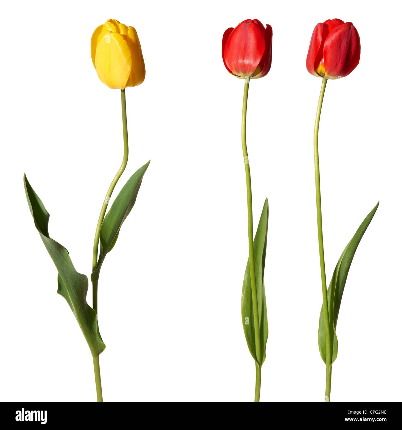 Studio shot of tulips isolated on white background Stock Photo - Alamy