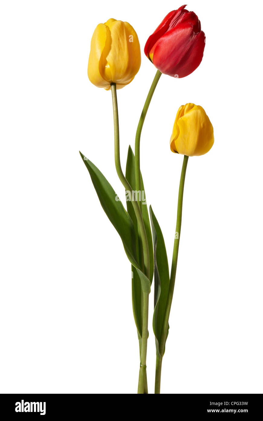 Studio shot of tulips isolated on white background Stock Photo - Alamy