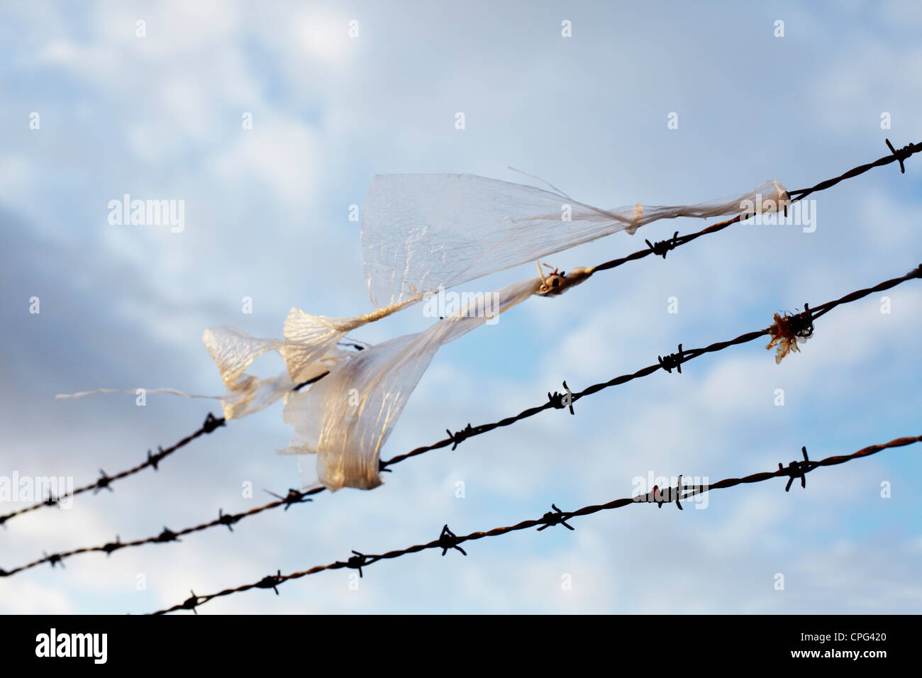 Plastic bags blowing in the wind on a barbed wire fence Stock Photo Alamy