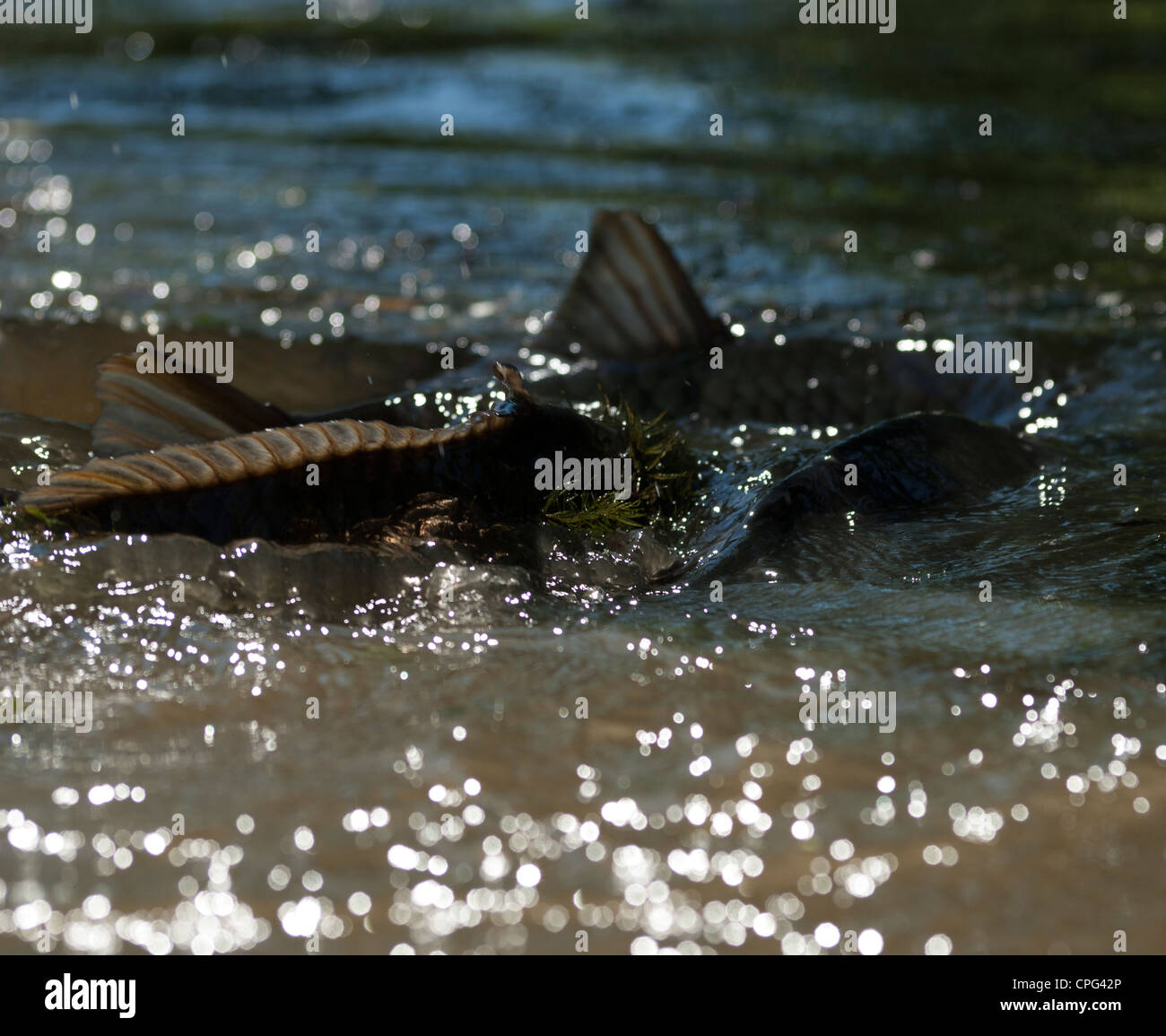 carp spawning Stock Photo
