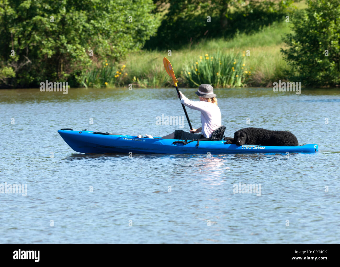 Dog riding on a Kayak Stock Photo