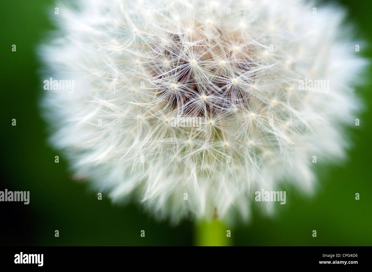 Dandelion with ripe seeds, a 'blowball' Stock Photo