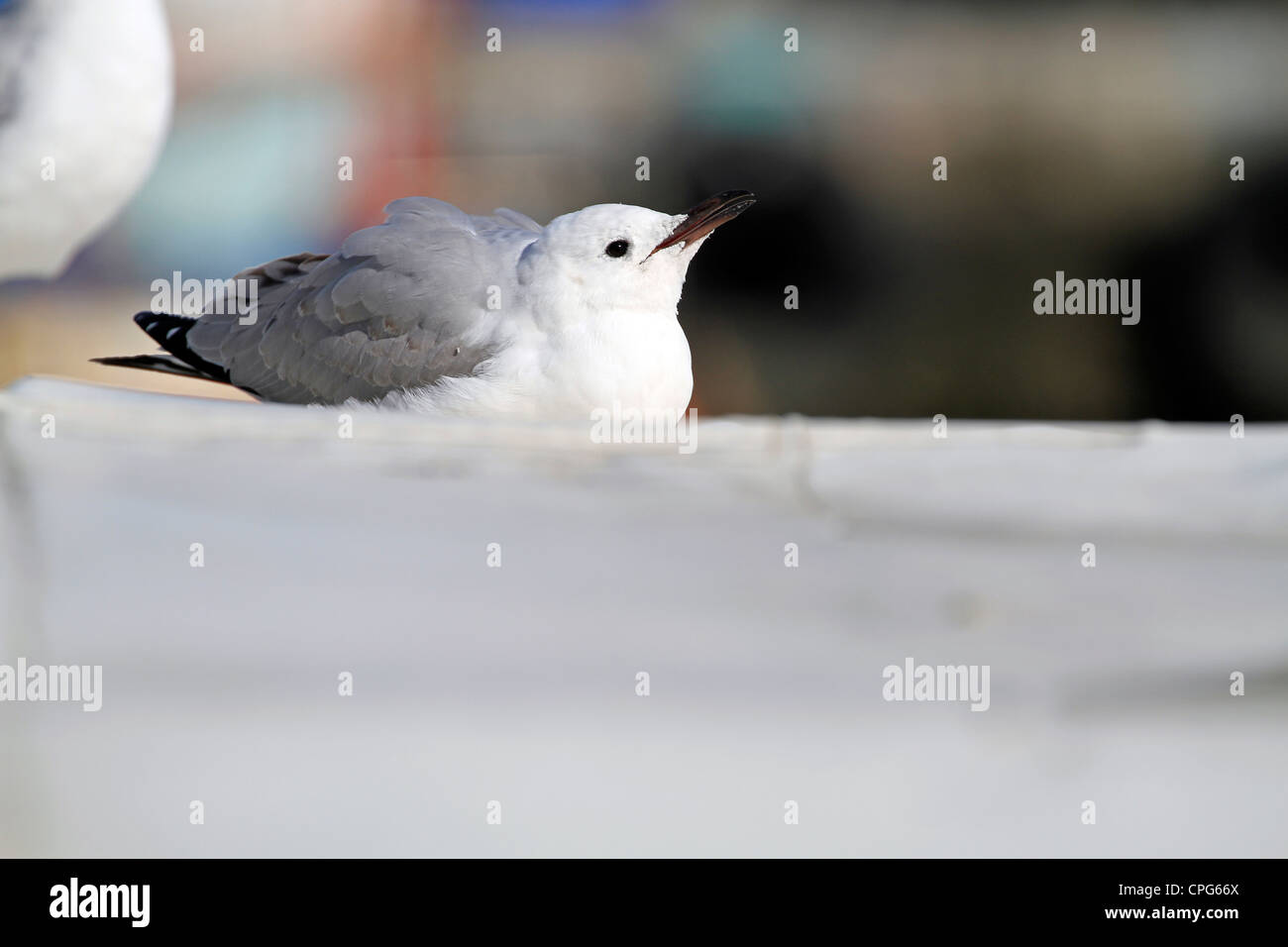 Hartlaub's Gull or King Gull, (Chroicocephalus hartlaubii) at Hout Bay