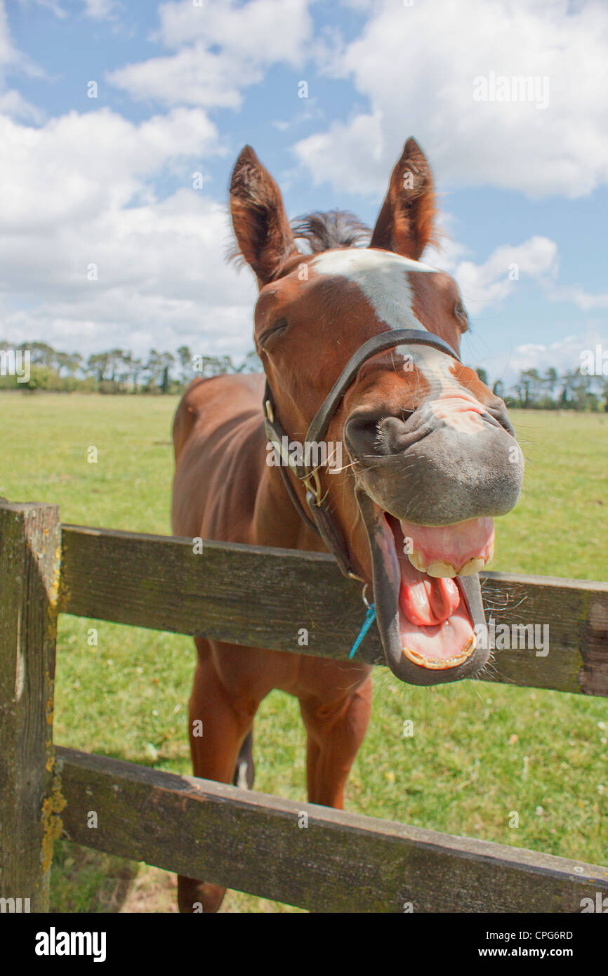 Laughing Purebred horse close-up portrait (Equus ferus caballus) Stock Photo