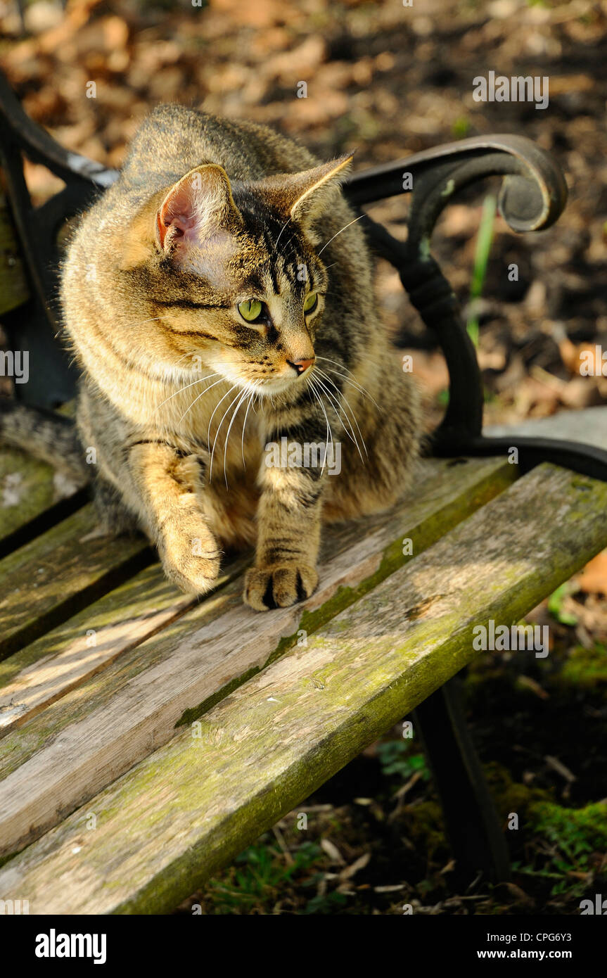 Tabby cat stalking from yard bench Stock Photo - Alamy