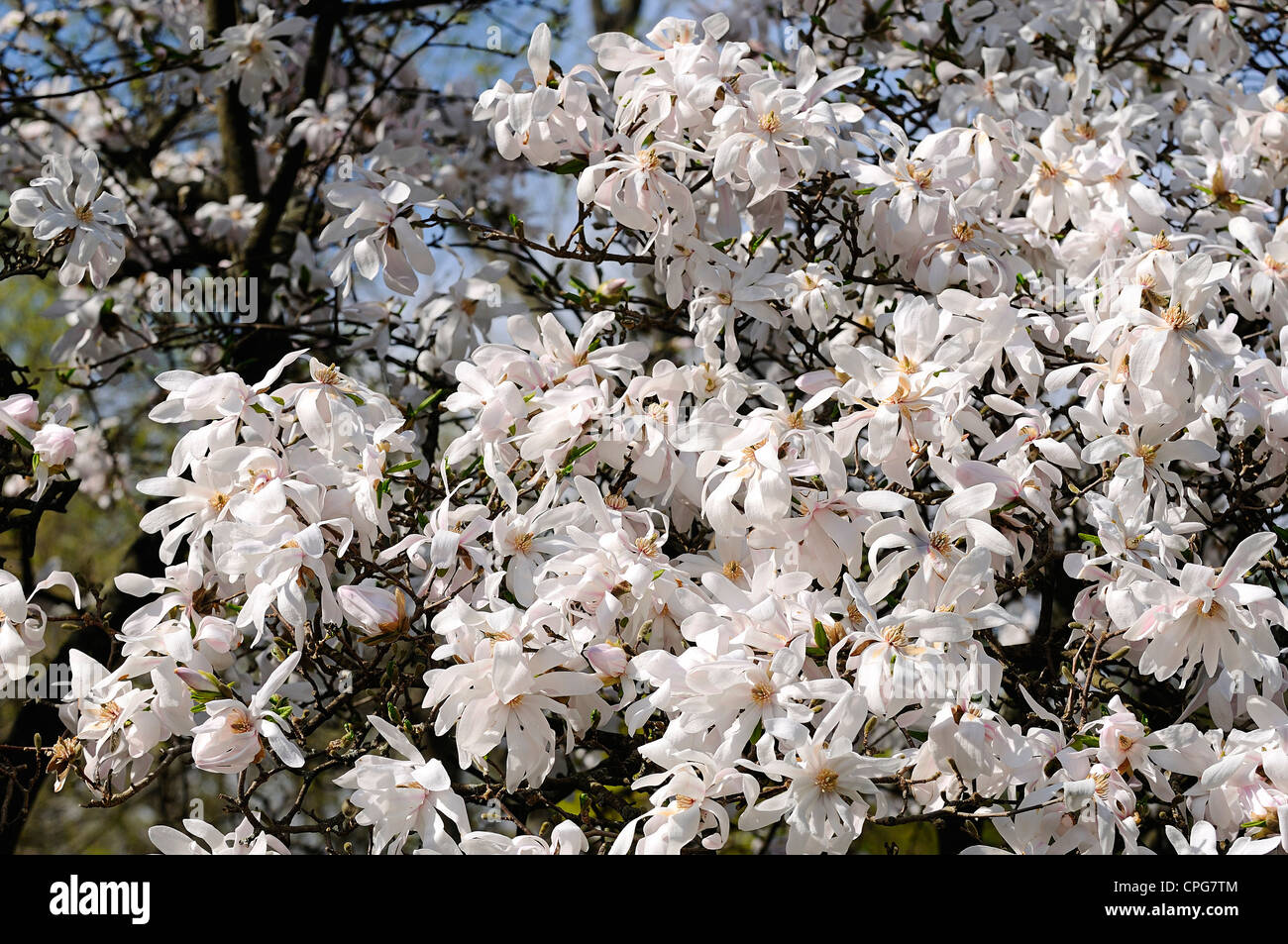 Magnolia grandiflora blossoms hi-res stock photography and images - Alamy