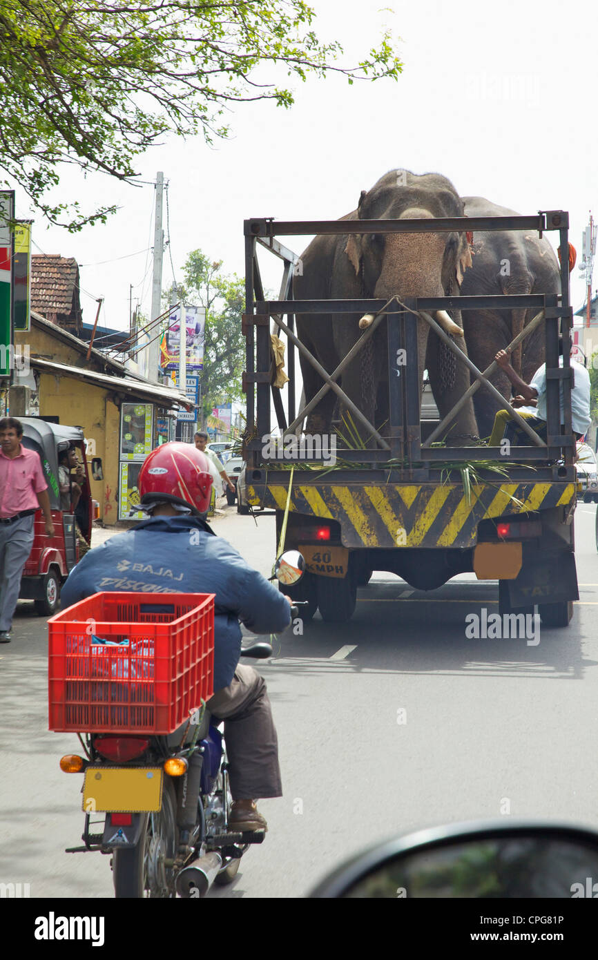 Captive elephants being transported by truck through streets of Colombo