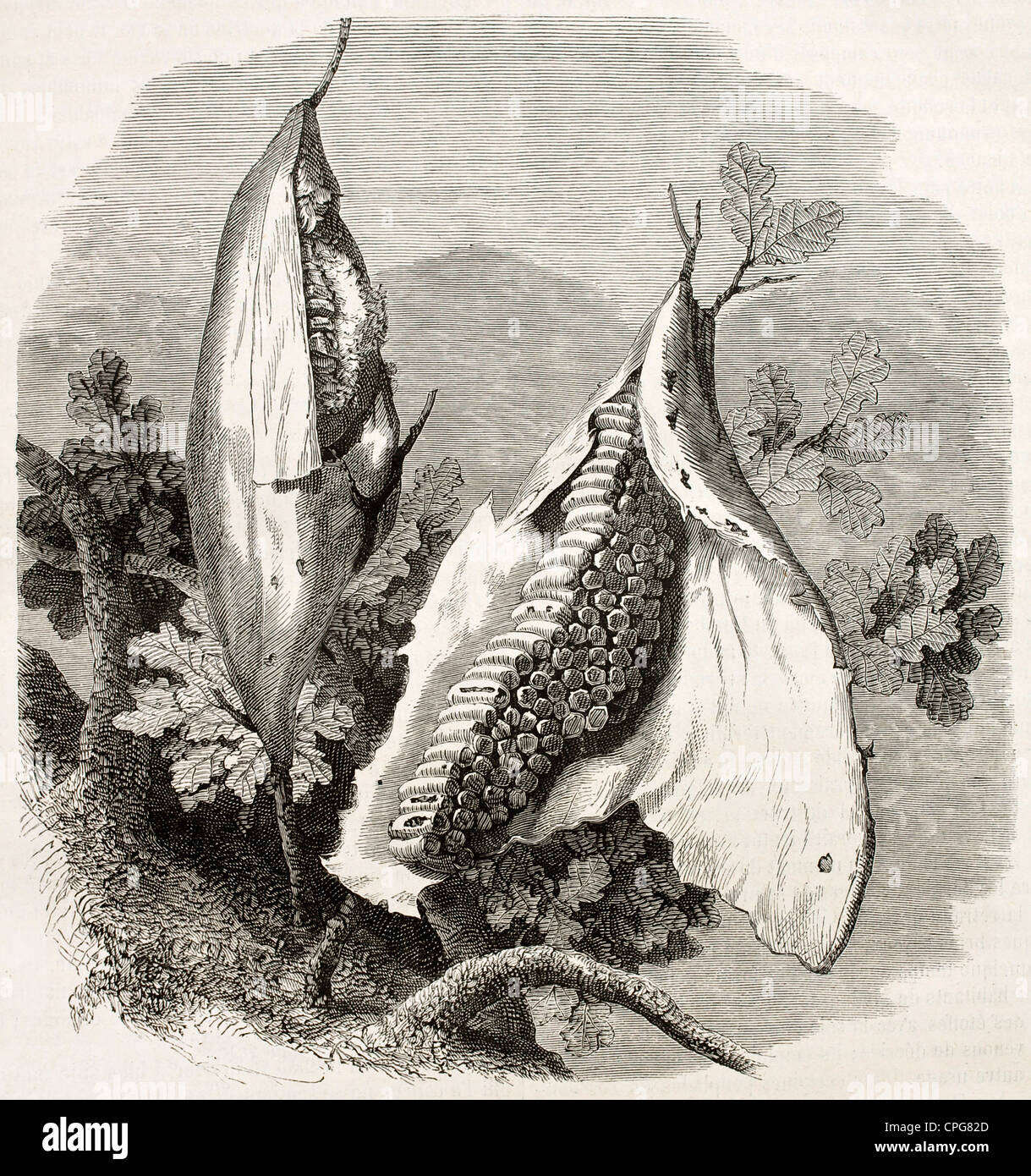 Silkworm nest old illustration (Bombyx mori) Stock Photo