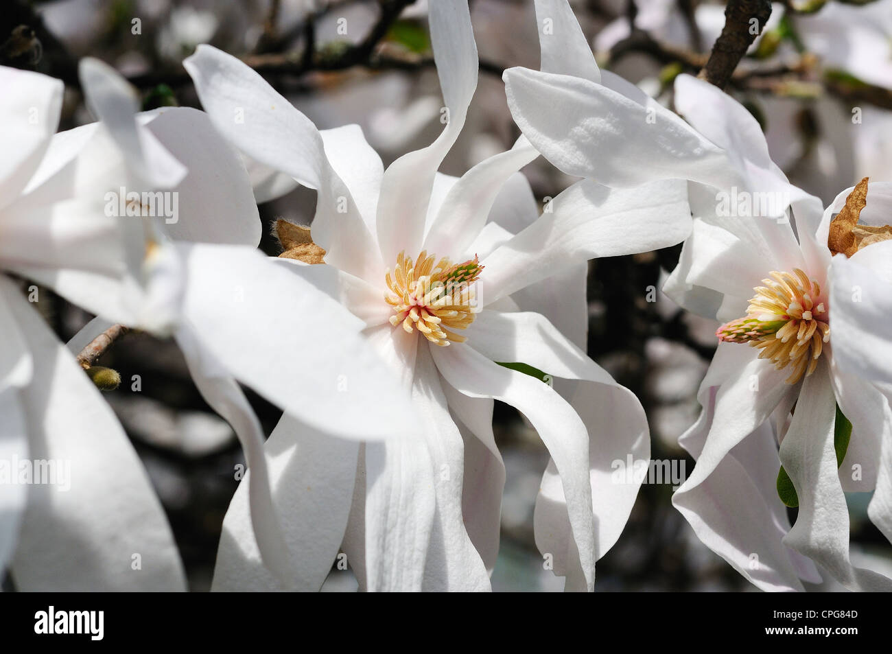 Magnolia grandiflora blossoms hi-res stock photography and images - Alamy