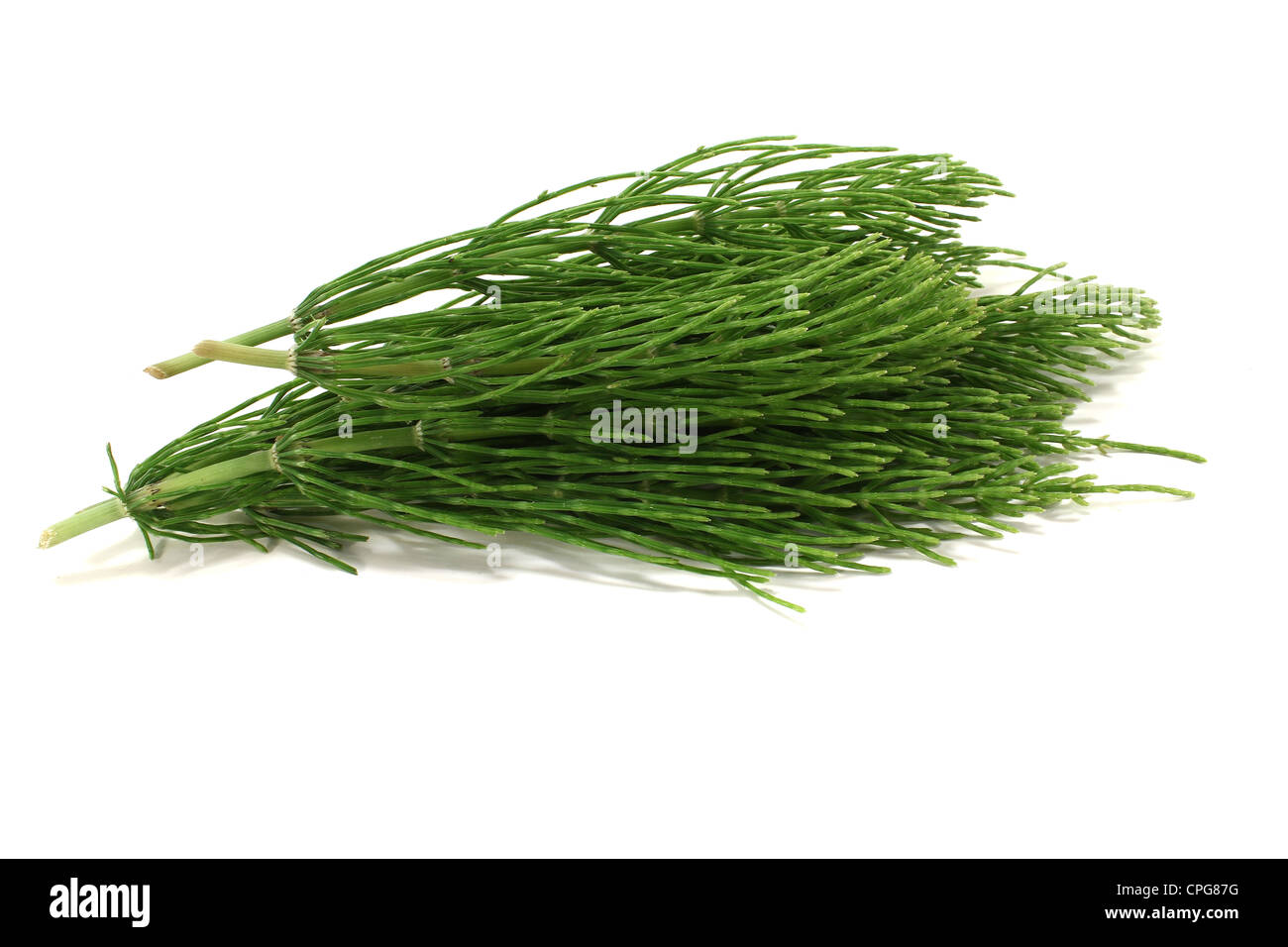 Horsetail_Mama