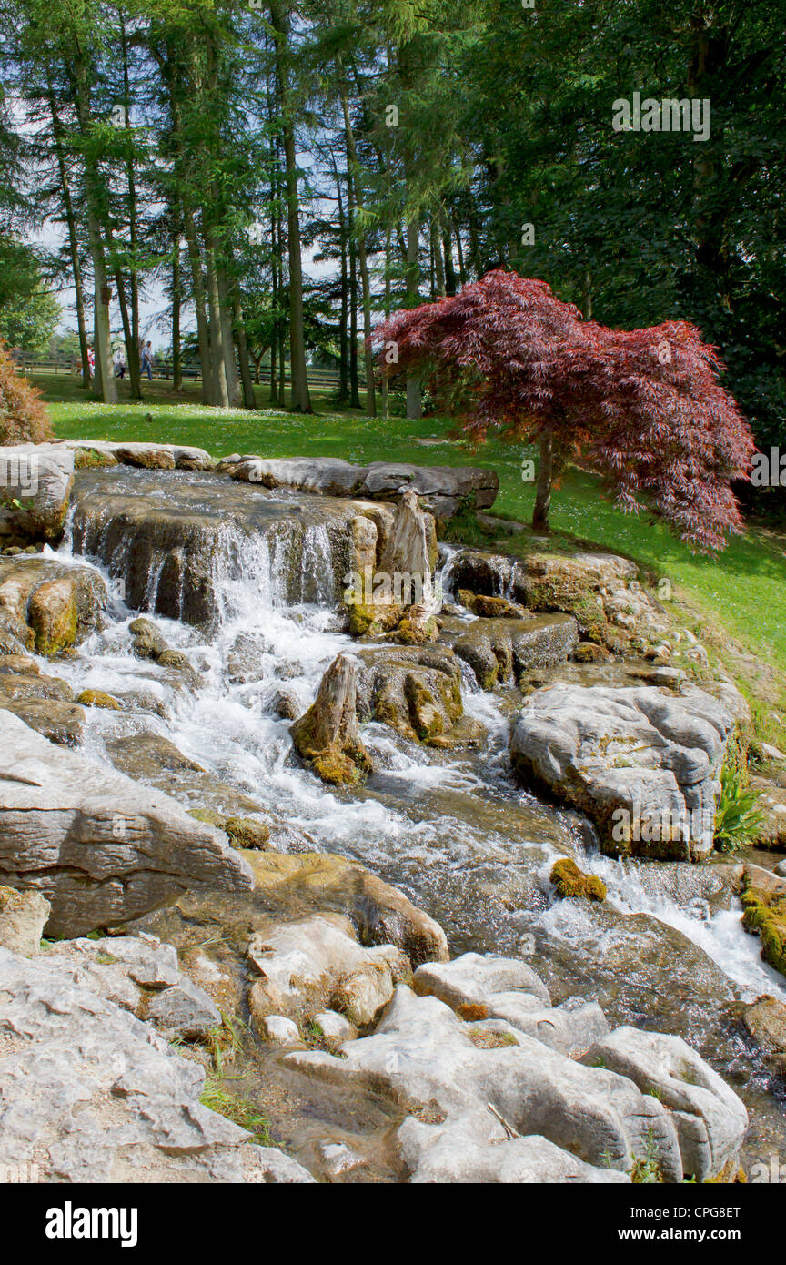 waterfall japanese maple height waterfall japanese maple height