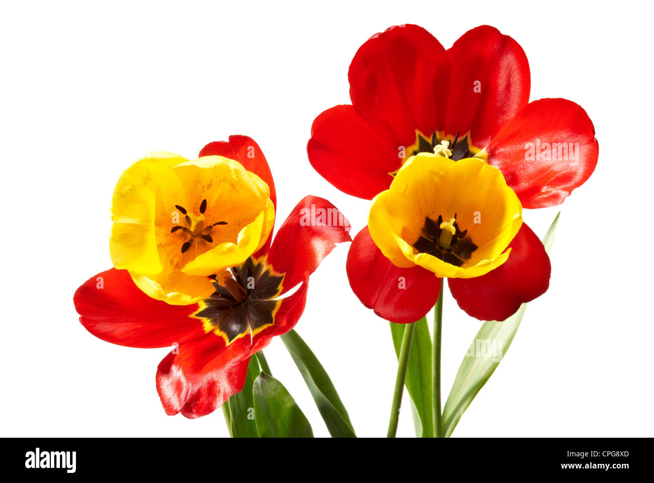 Studio shot of tulips isolated on white background Stock Photo - Alamy
