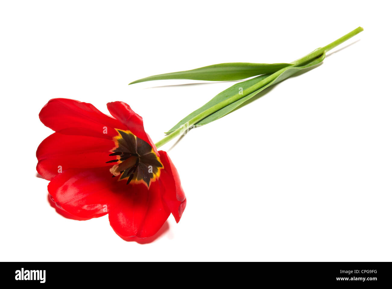 Studio shot of tulips isolated on white background Stock Photo - Alamy