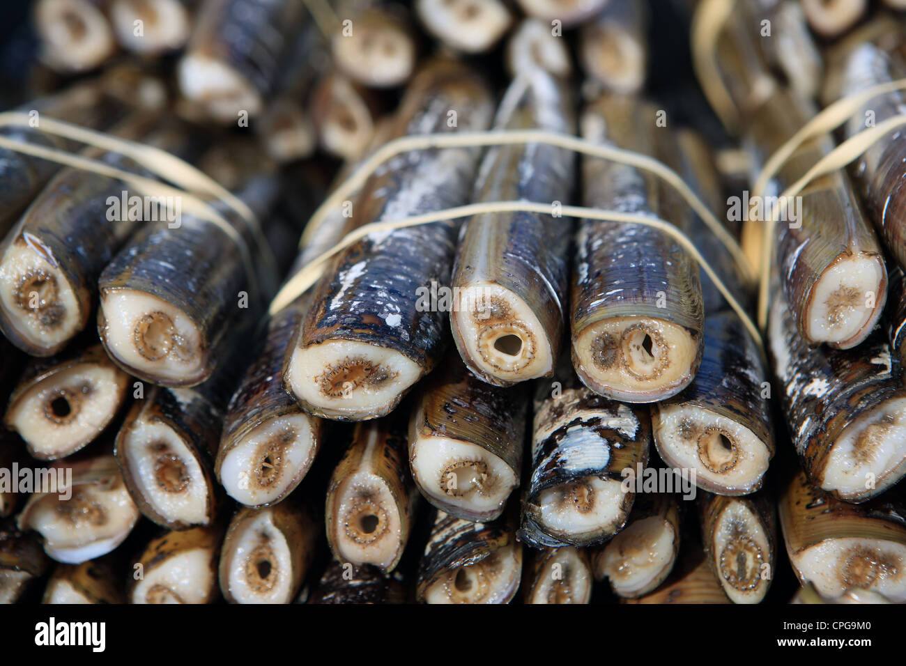 Razor clams from Scotland stacked and bound ready for sale Stock Photo