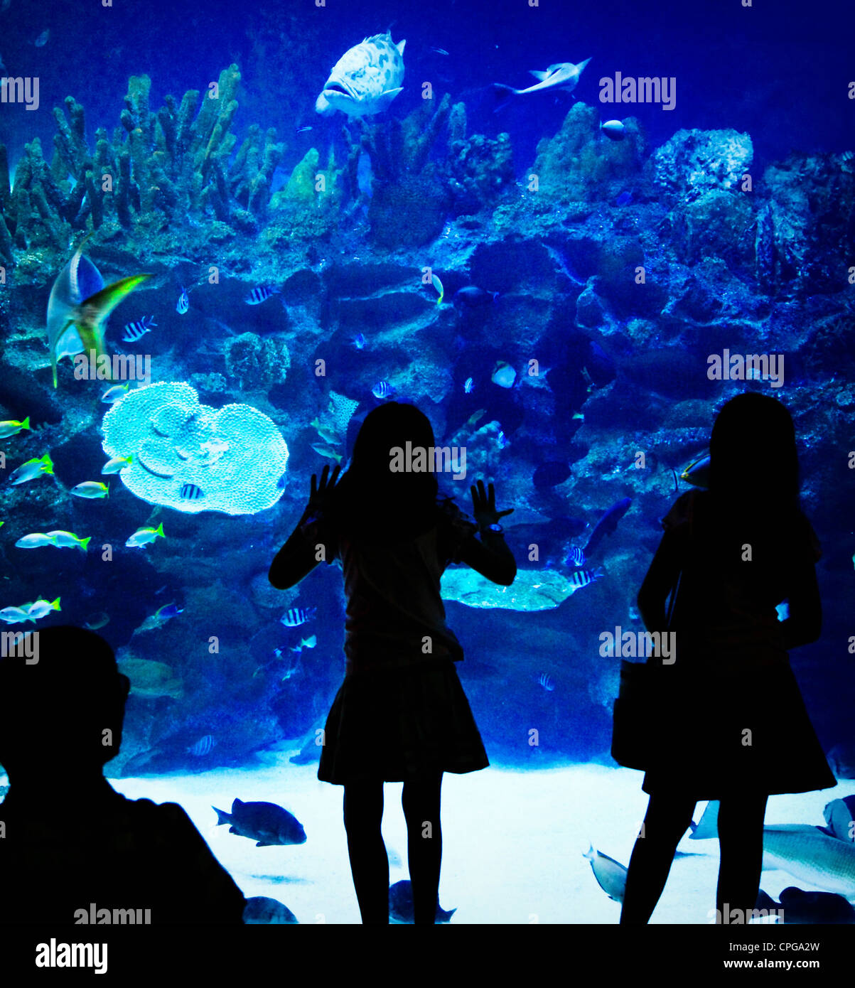 people look fish in aquarium Stock Photo - Alamy