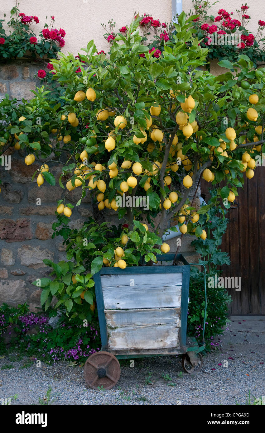 lemon tree in garden, rosieres, ardeche, france Stock Photo