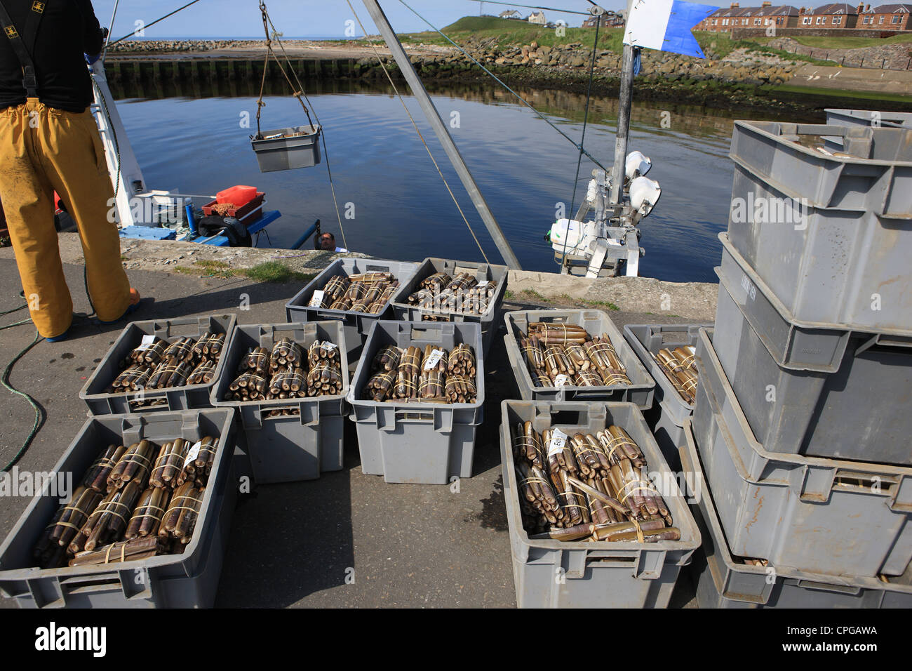 https://c8.alamy.com/comp/CPGAWA/crate-of-razor-clams-being-hoisted-off-a-fishing-boat-in-girvan-harbour-CPGAWA.jpg