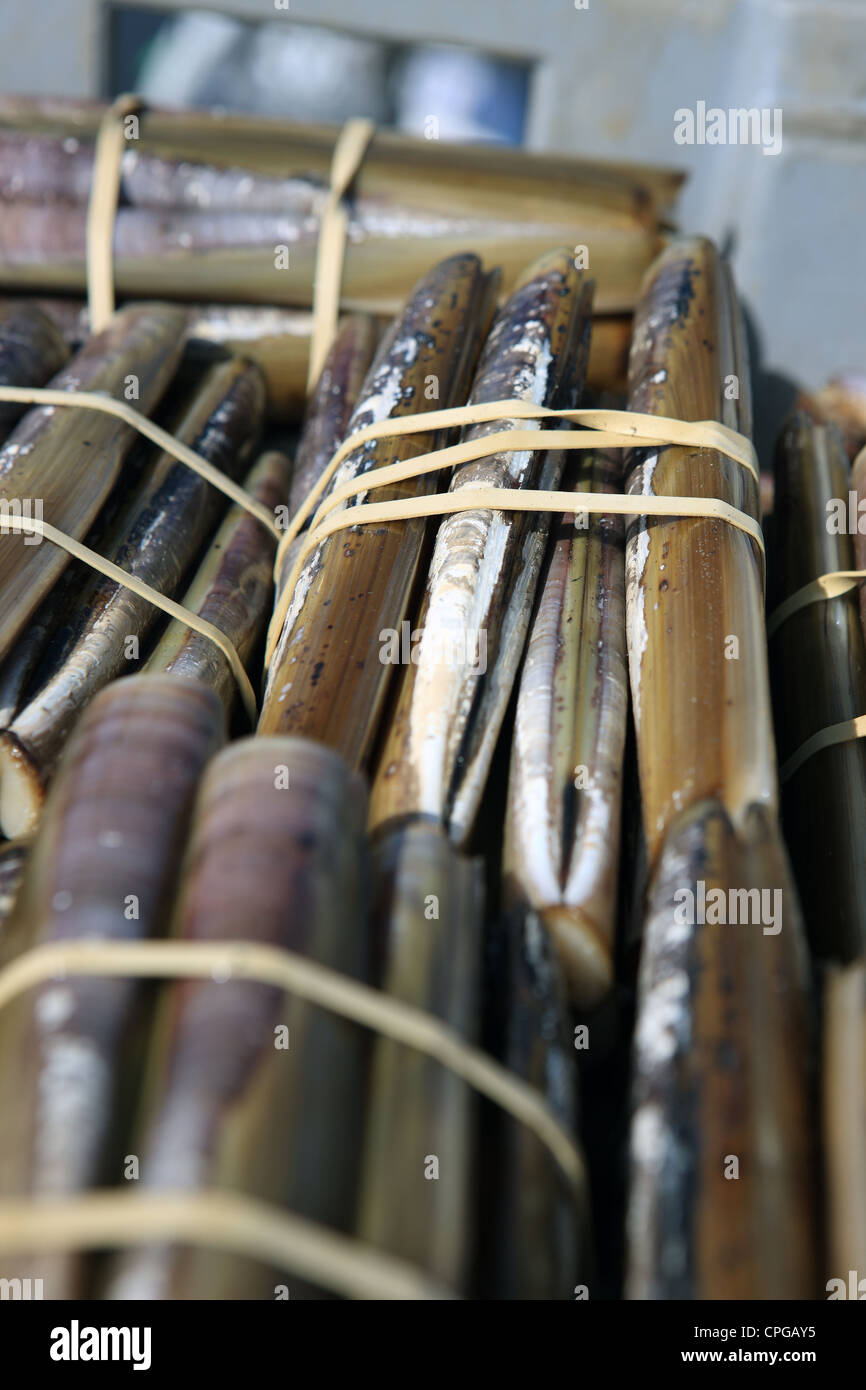 Razor clams from Scotland stacked and bound ready for sale Stock Photo