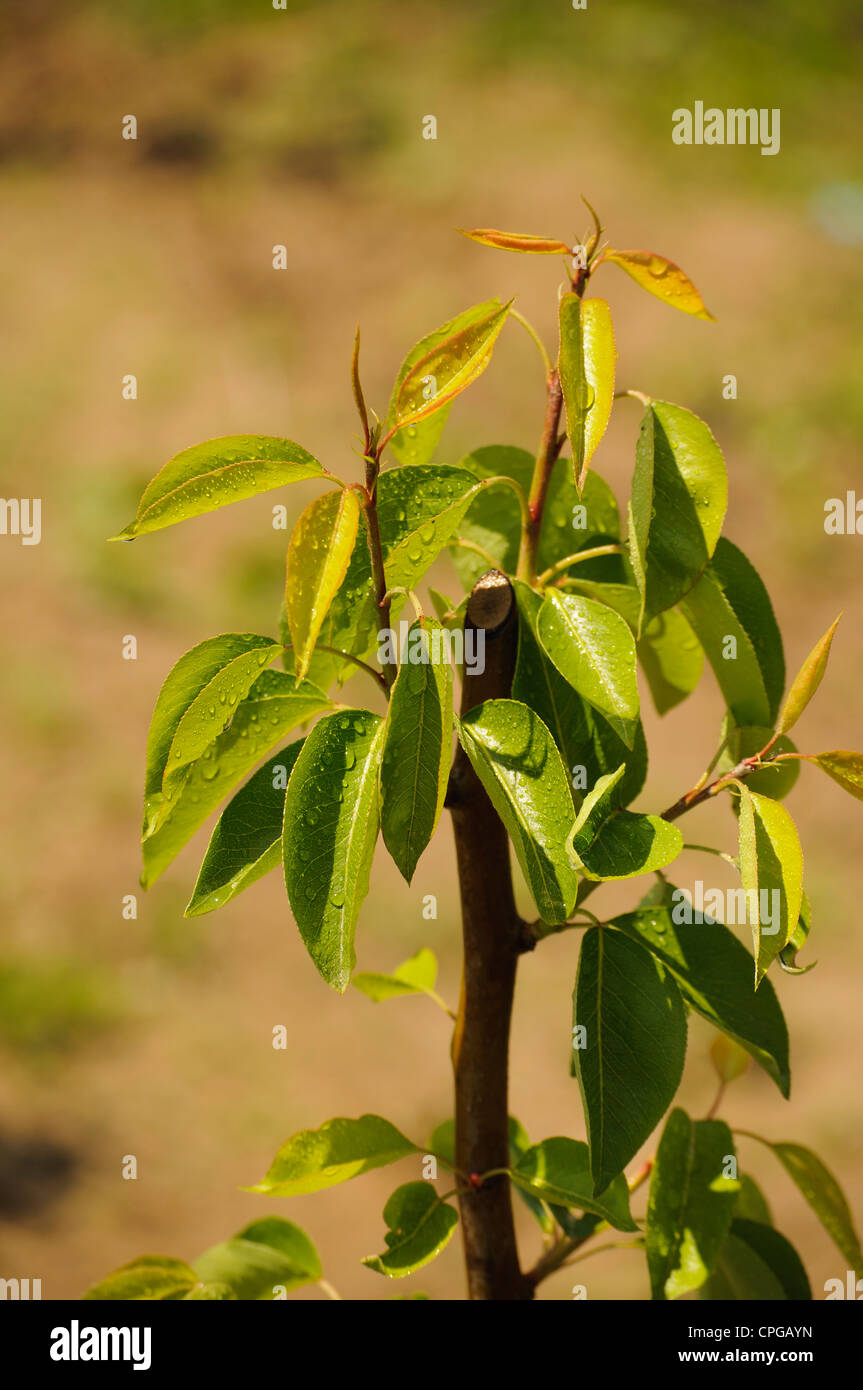Pear seedling hires stock photography and images Alamy