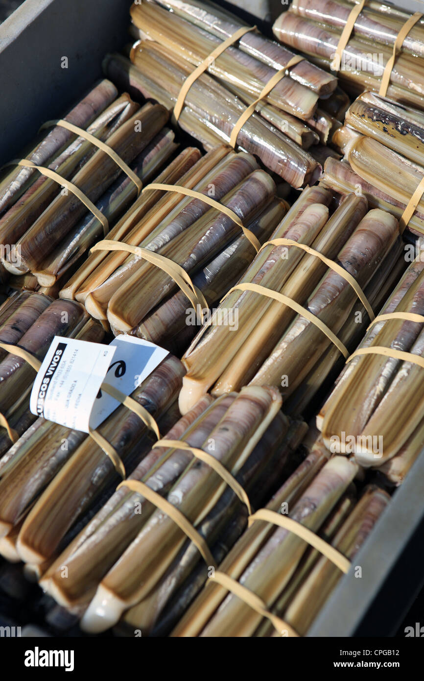 Razor clams from Scotland stacked and bound ready for sale Stock Photo