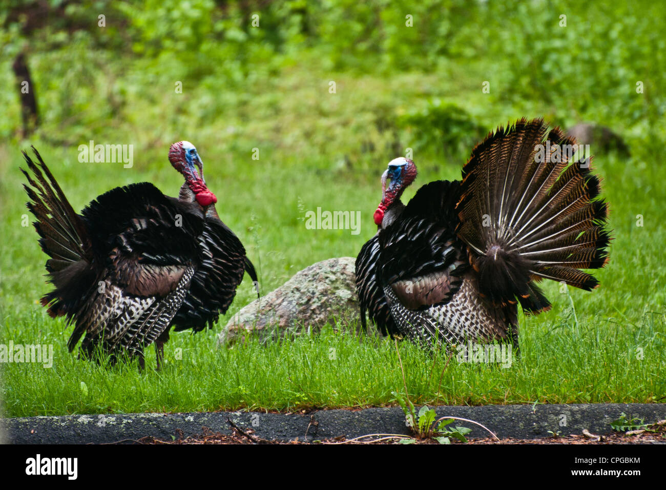 Wild Turkey about to fight (Meleagris gallopavo Stock Photo Alamy