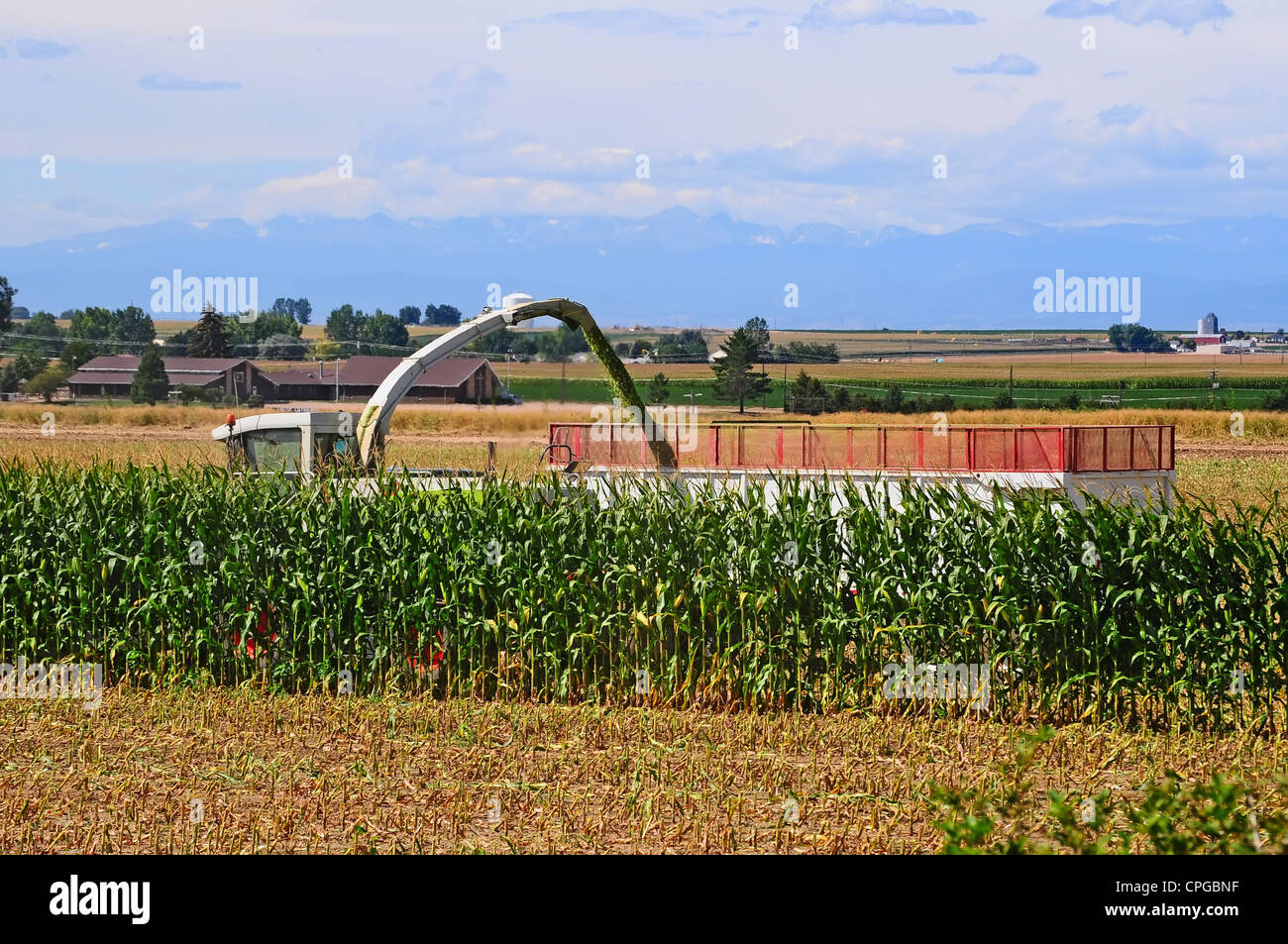 Almost done chopping a field of corn during harvest for cattle feed