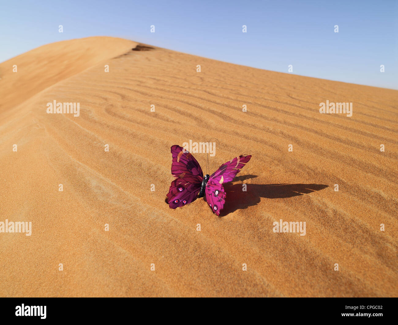 Butterfly at the desert Stock Photo Alamy