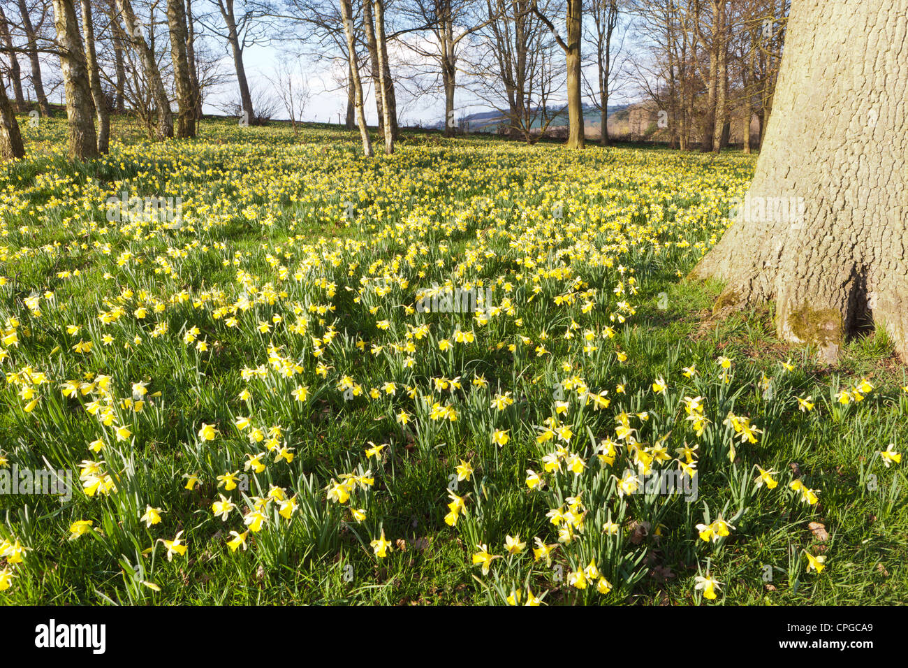 Wild daffodils in the Leadon Valley in north west Gloucestershire