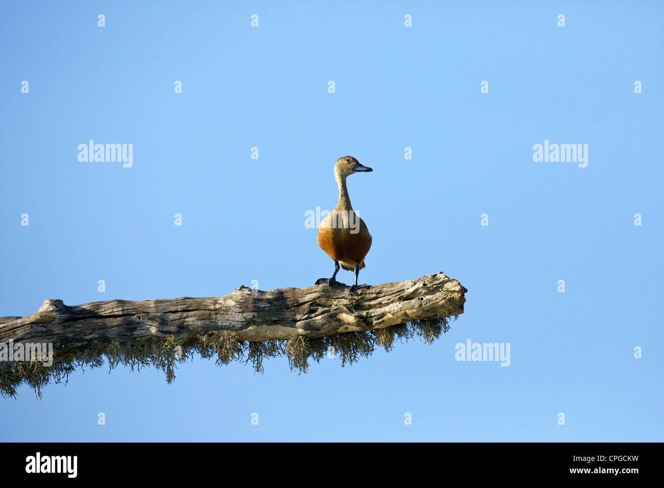 Lesser Whistling-duck, Dendrocygna Javanica, Yala National Park, Sri Lanka, Asia Stock Photo